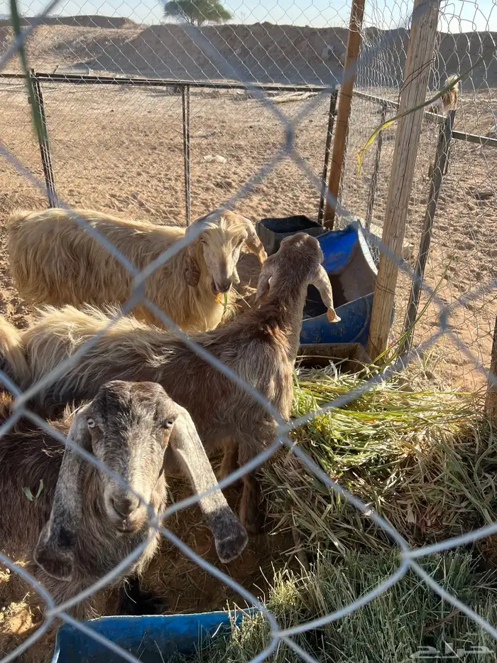 عنز وعناقين للبيع 7