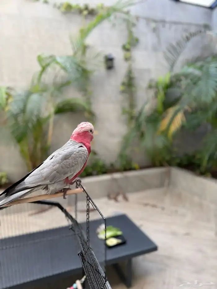 كوكاتو قالا للبيع 5