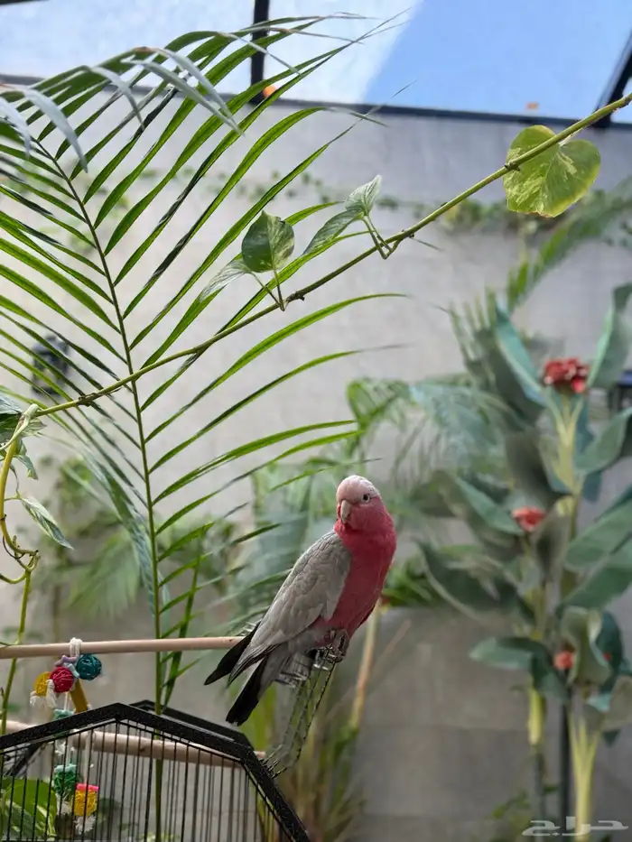 كوكاتو قالا للبيع 3