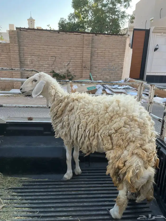 رخل ثنيه تم البيع 1300 1