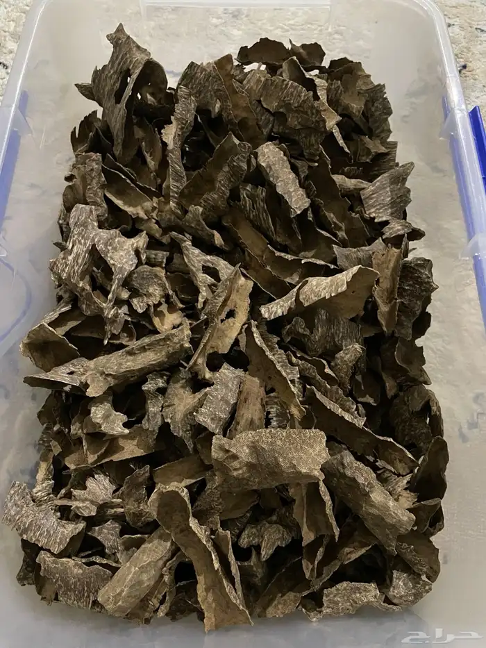 عود زوايا فيتنامي طبيعي 5