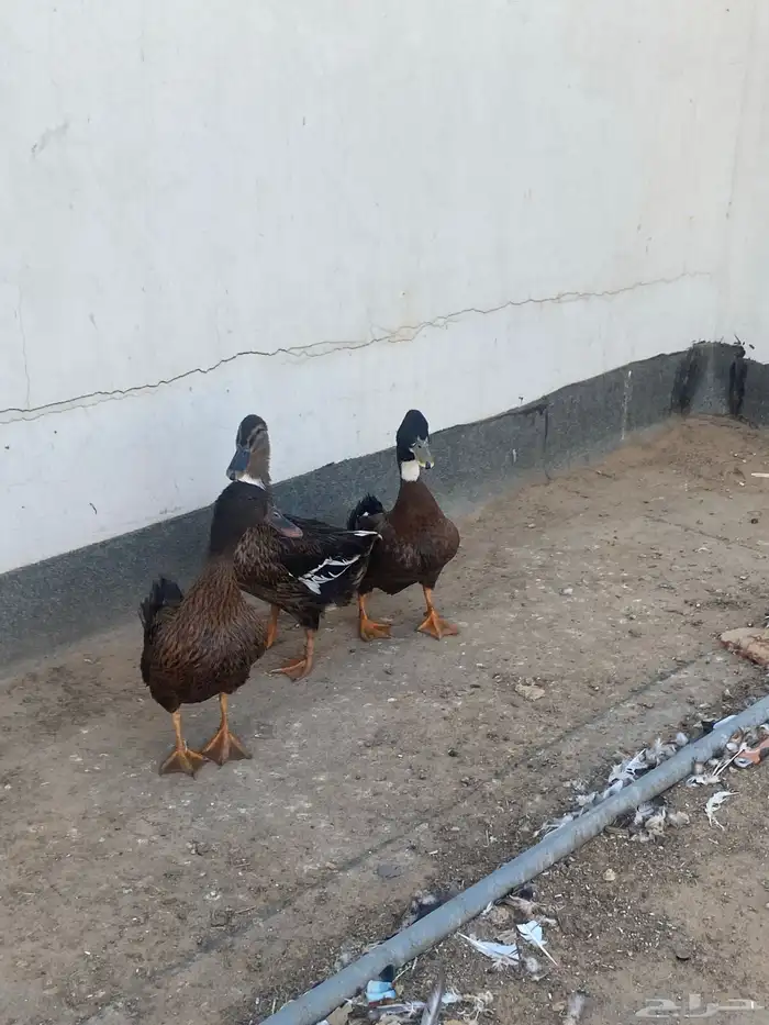 بط شرشير طيبات بلحيل 2