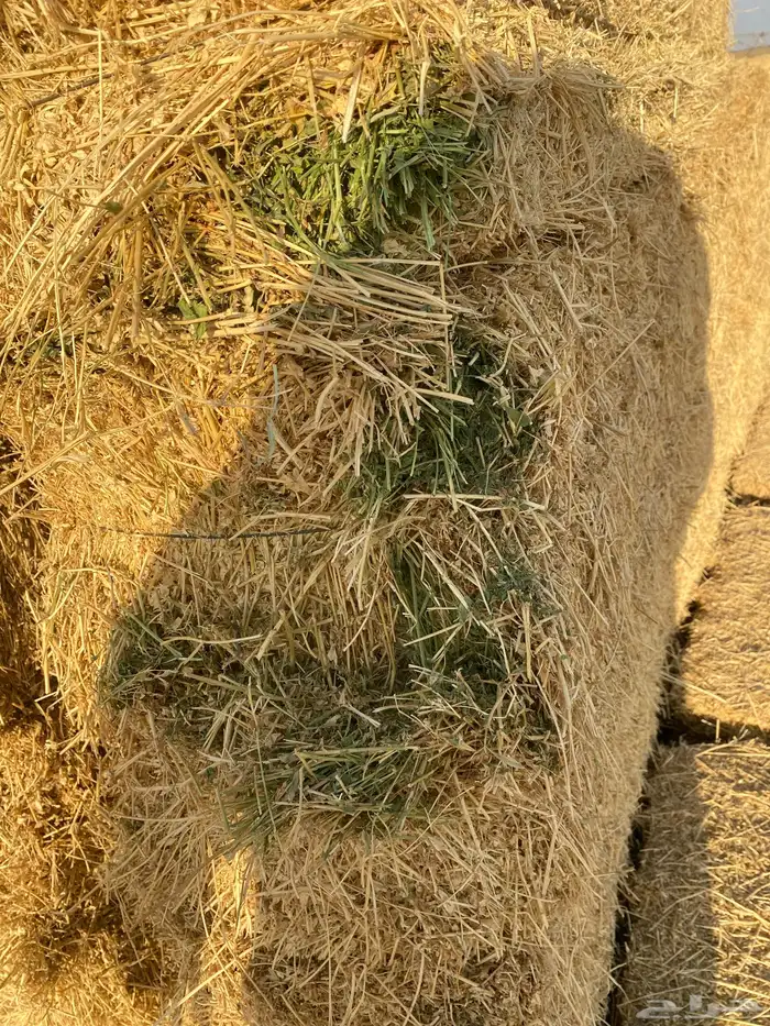 للبيع برسيم 2