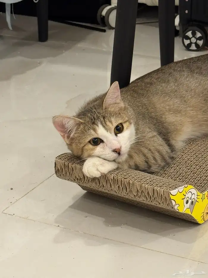 Cats available for adoption 0