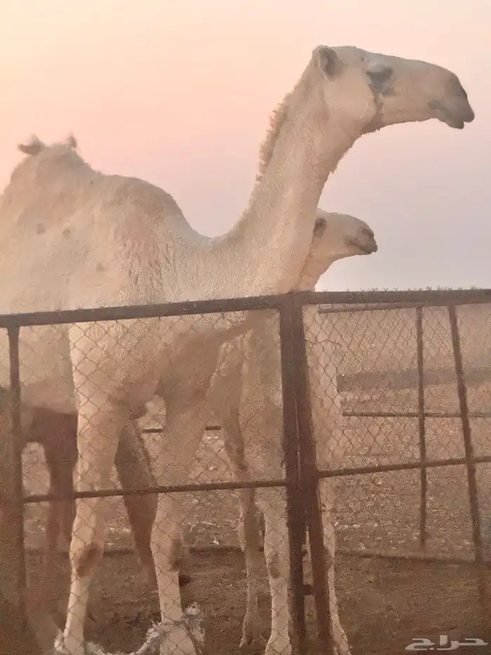 ثلاث عشاير معهن لقحه على جمل طيب 4