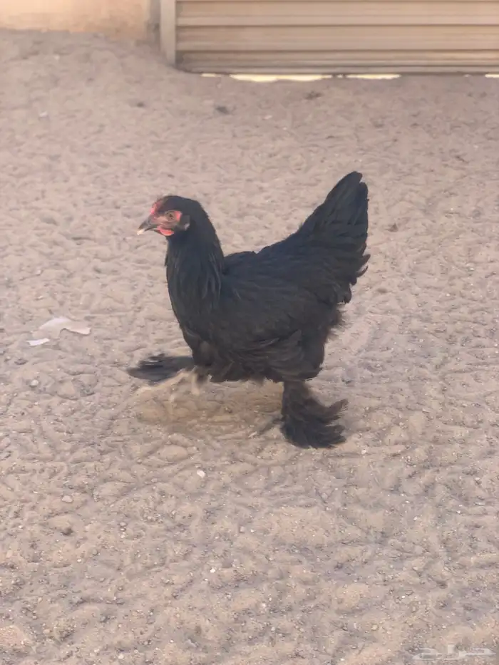 للبيع دجاج 3