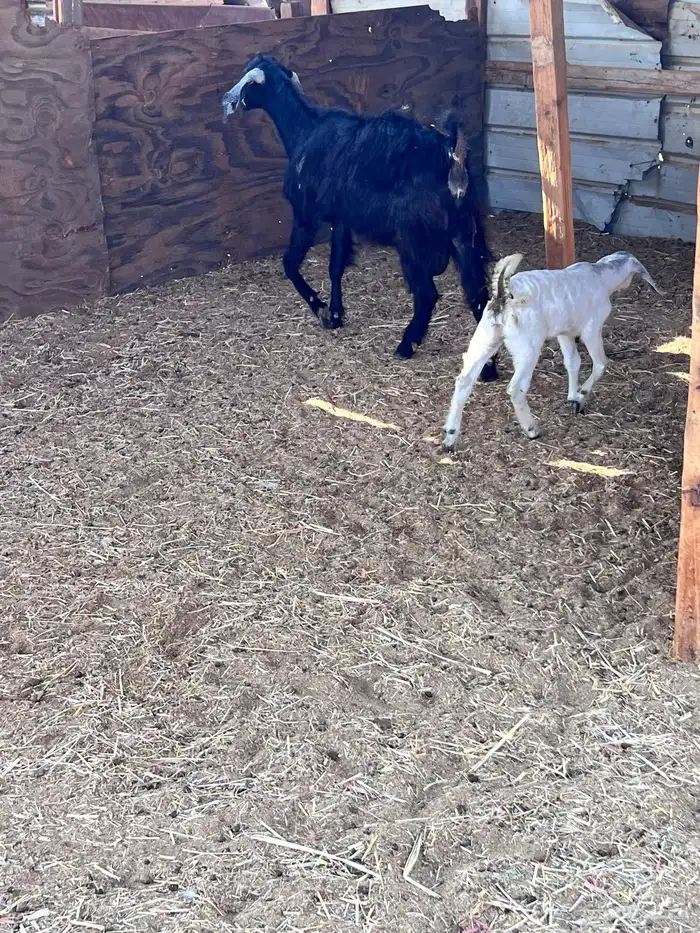 عنر  عارضيه متبوعه بجفره 4