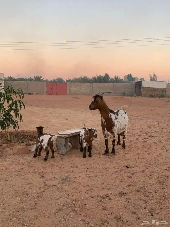 للبيع عنز قزميه سدس معها 2 1