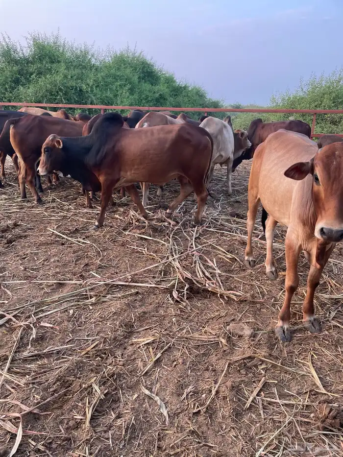 عجول بلدي ( حسلان ) 2