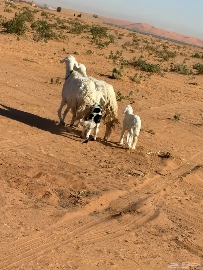 حريات خلافات 2