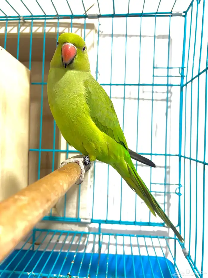 انثى ببغاء الدرة متكلمة واليفة 1