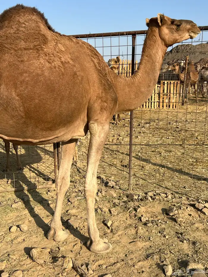 لقحات حمر ملاقيات من 6600 تم البيع 3