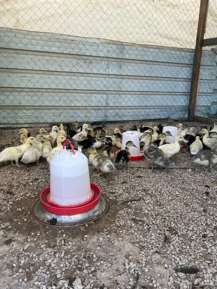 ازولا بط صوص بط سمان صوص سمان وبط 5