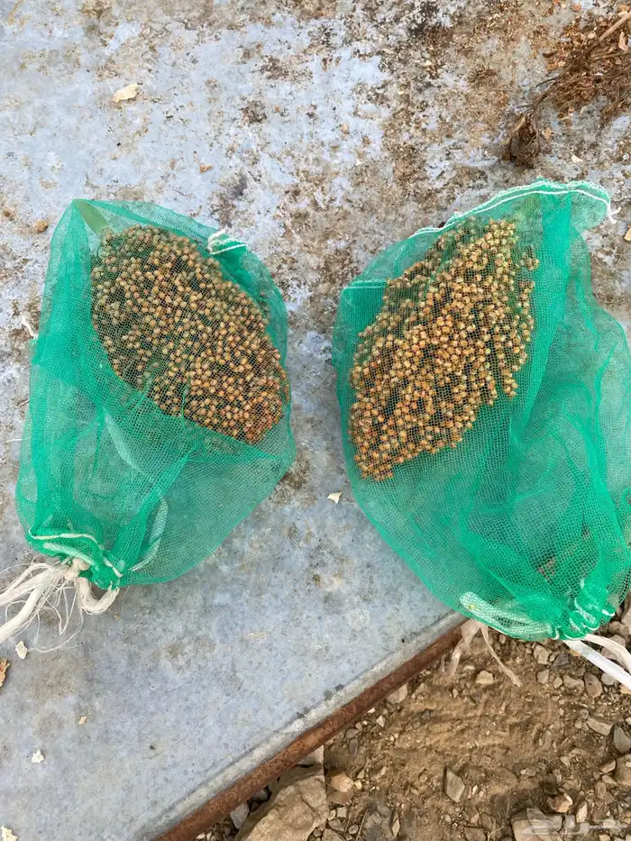 أكياس لحماية الحبوب والثمار 3