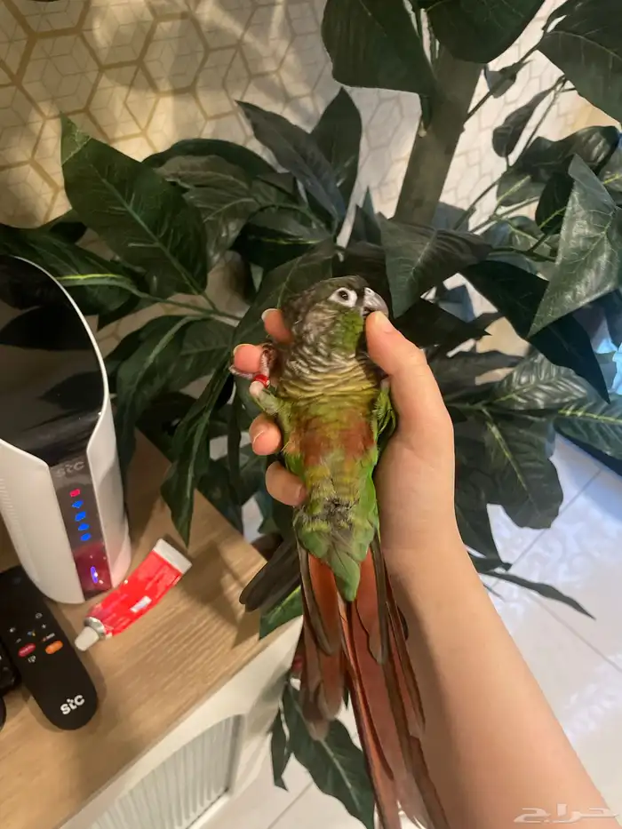 ببغاء كنيور قرين شيك 2