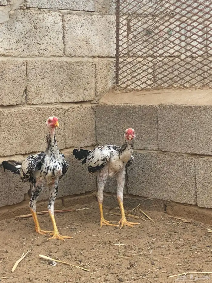 دجاج باكستاني 1