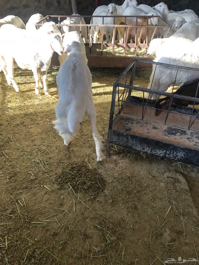 خرفان كفو نظيفة مشروطة 3