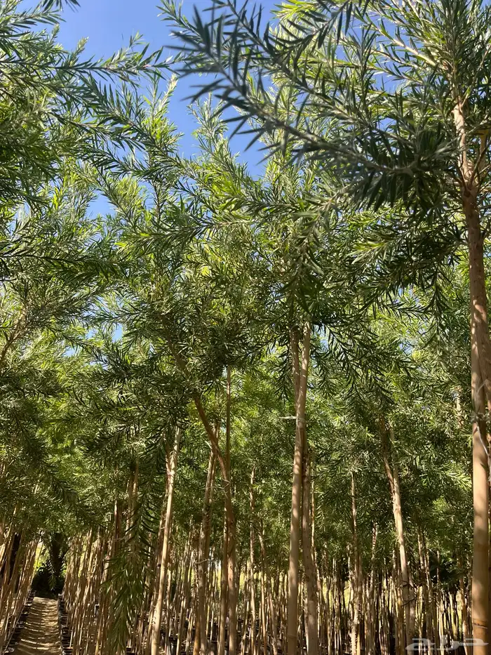 شجرة فرش الزجاج 1