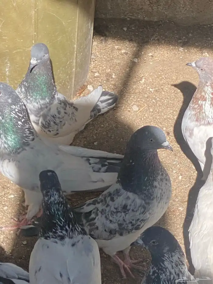 باكستاني للبيع العدد تقريب55 حبه 5