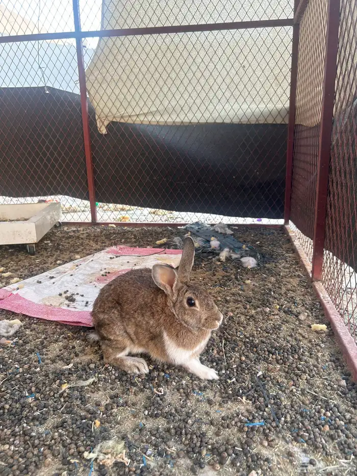 أرنب ذكر وثنتين اناث للبيع 3