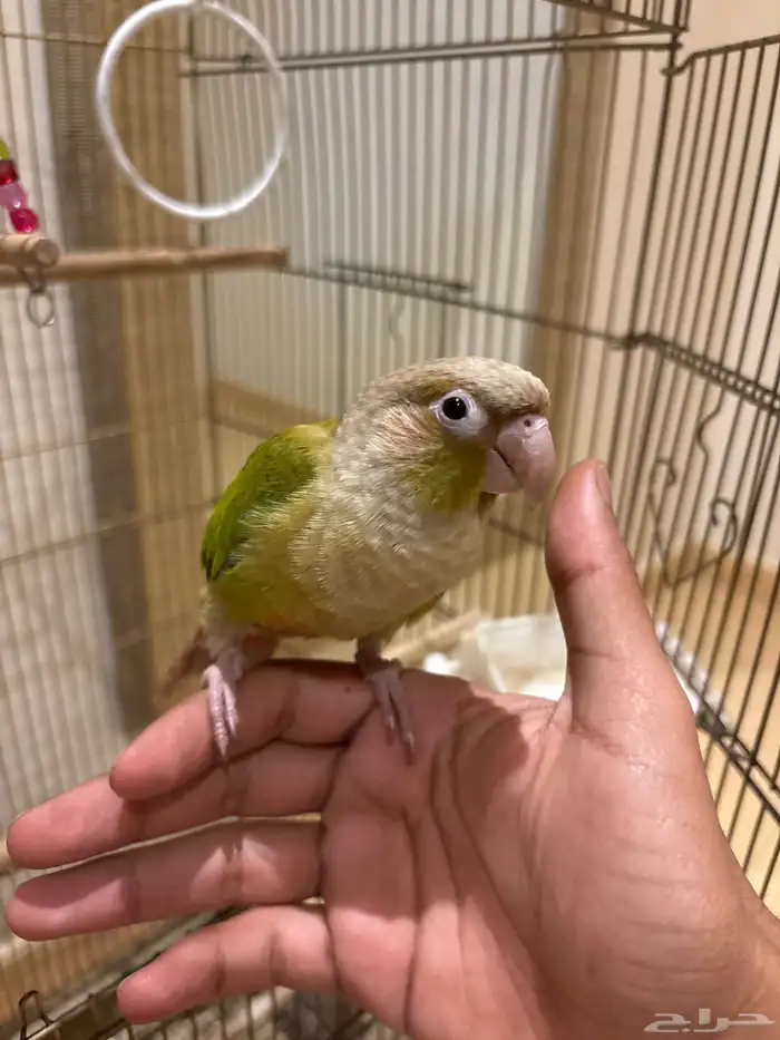 كنيور اليف وهدد 2