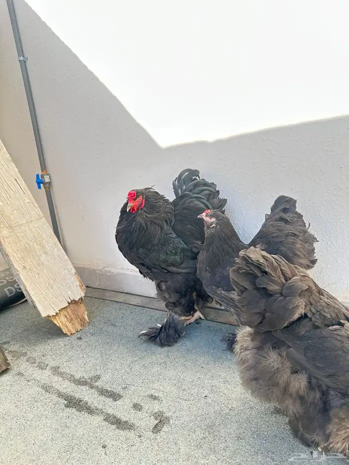 دجاج براهما 2