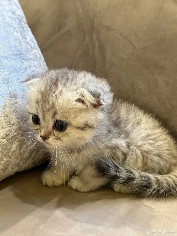 قطط كيتن سكوتش فولد اللوان مميزة 4