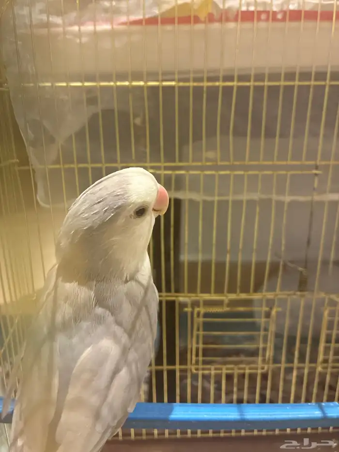 طير روز أنثى العمر 4 سنوات 2