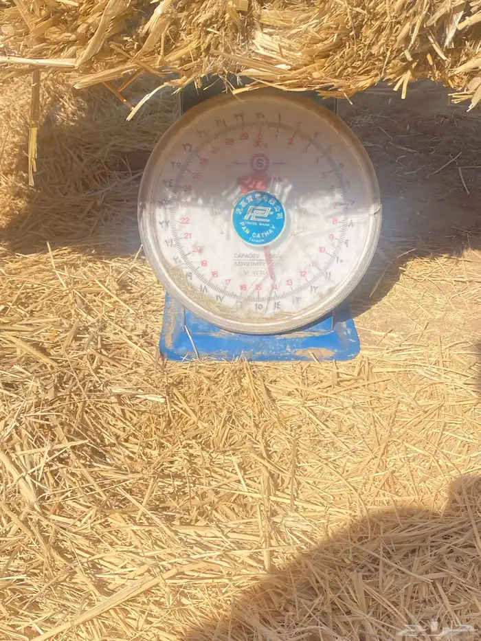 تبن شعير جندير فاخر 1