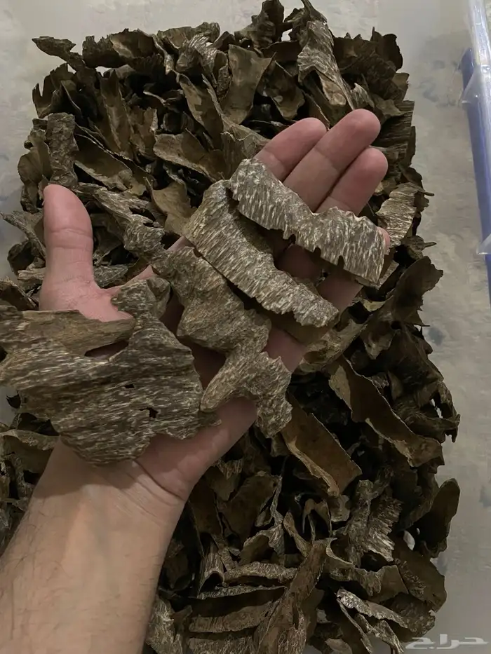 عود زوايا فيتنامي طبيعي 4