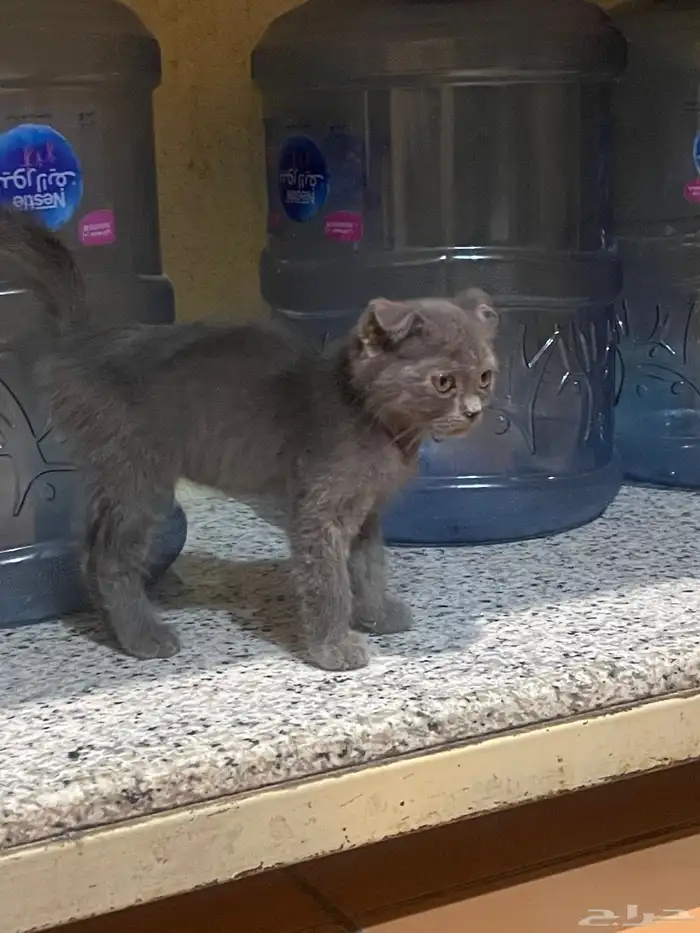 قطوة شيرازية 2