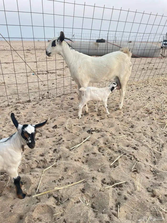 للبيع عنز بيشيه صنف الصنف 1