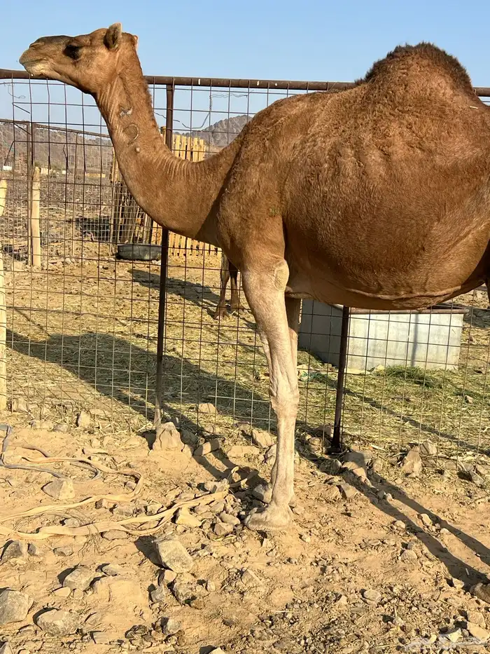 لقحات حمر ملاقيات من 6600 تم البيع 0