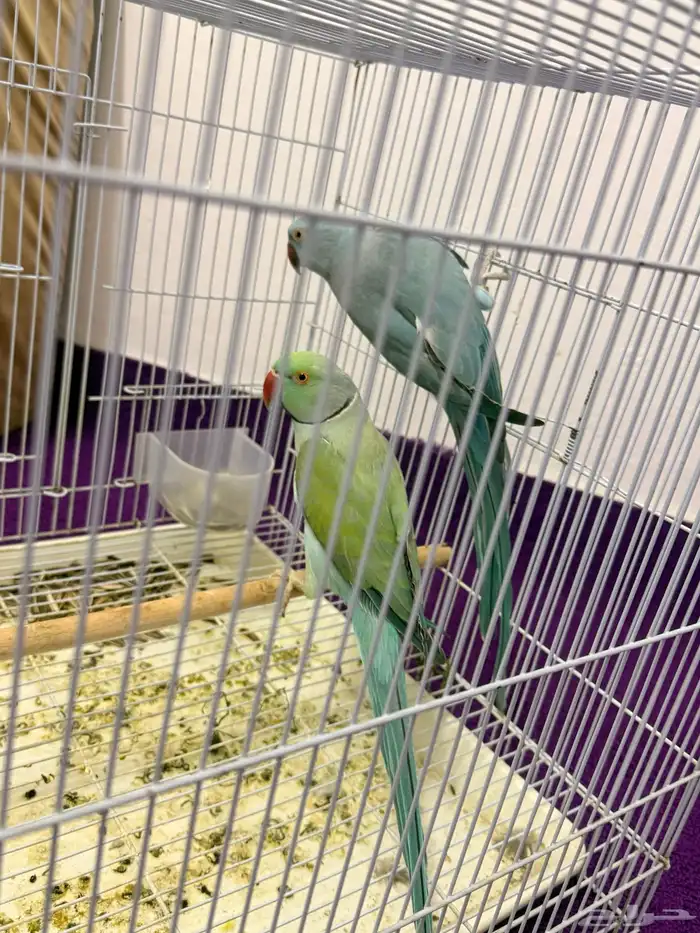 بغبغان  درة لاتينو اللون أزرق 2