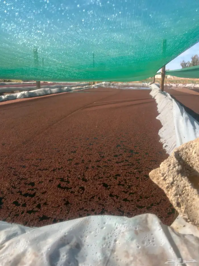 ازولا بط صوص بط سمان صوص سمان وبط 8