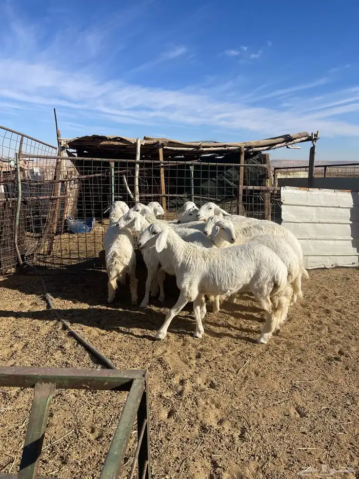 تم البيع رخال حرش مراح واحد صنف 5