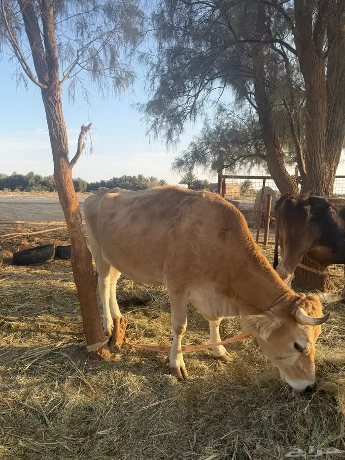 للبيع بقرتين شرط 2