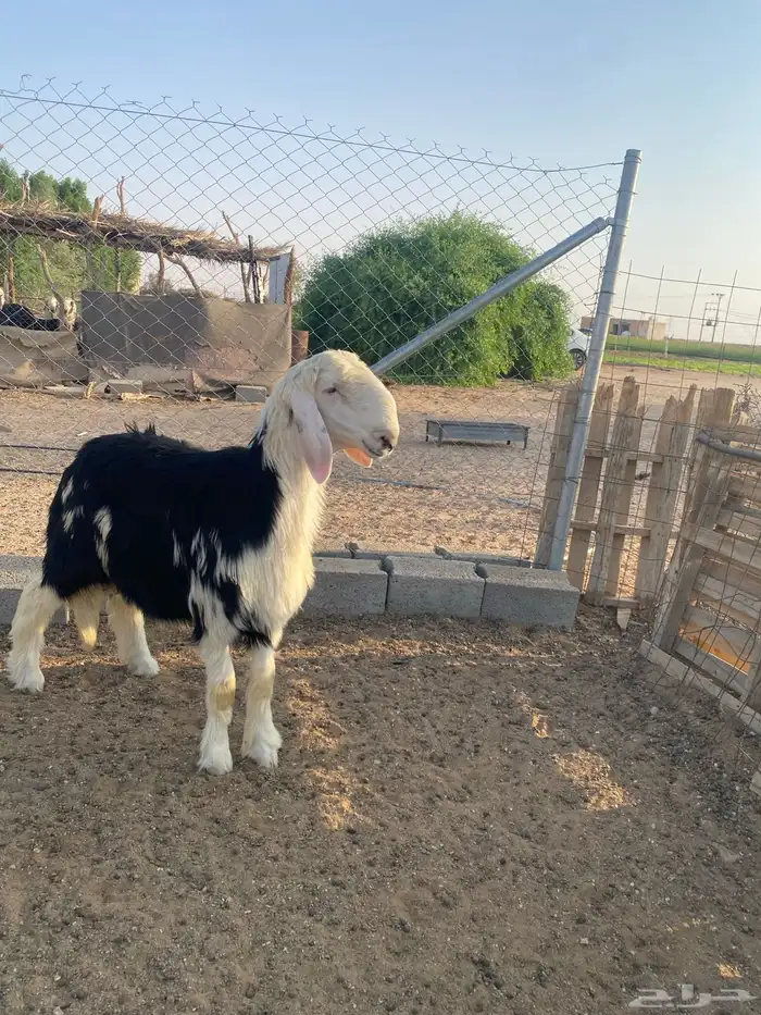 مشروح فحل نجدي 1