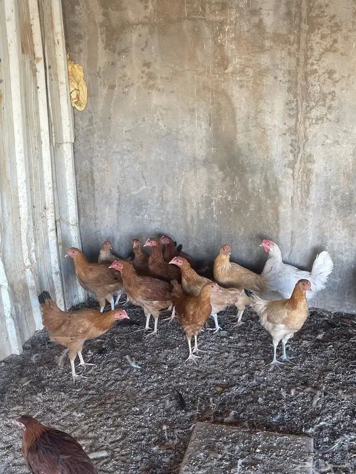 دجاج بشاير على وجه البيض 4