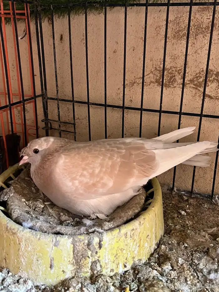 جوز حمام تركي 2