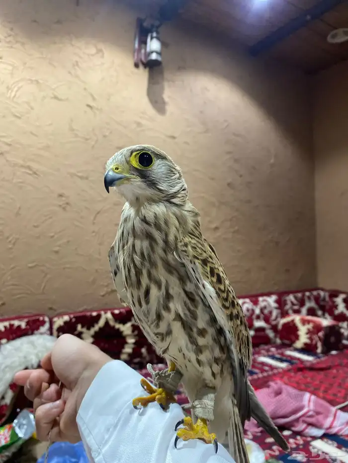 باشق او شبوط مدرب للبيع 0