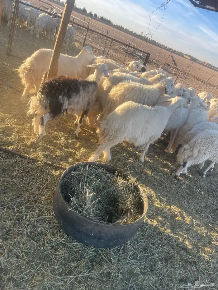 رخال جذعات وثنوات بعضها دفيع بفحلها للبيع 7