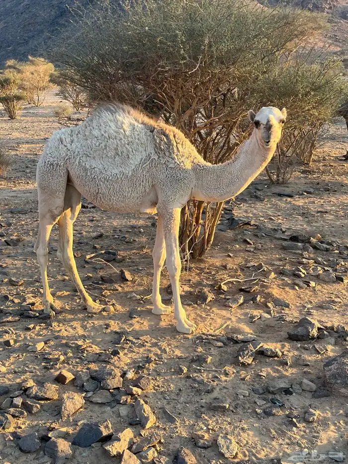 بكره البيع في بيشه 0