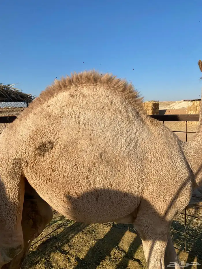 للبيع قعود طيييب 2