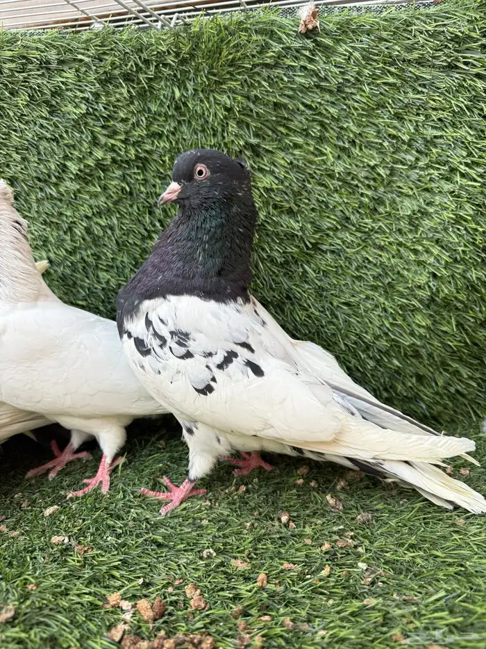 حمام ايراني التار 0