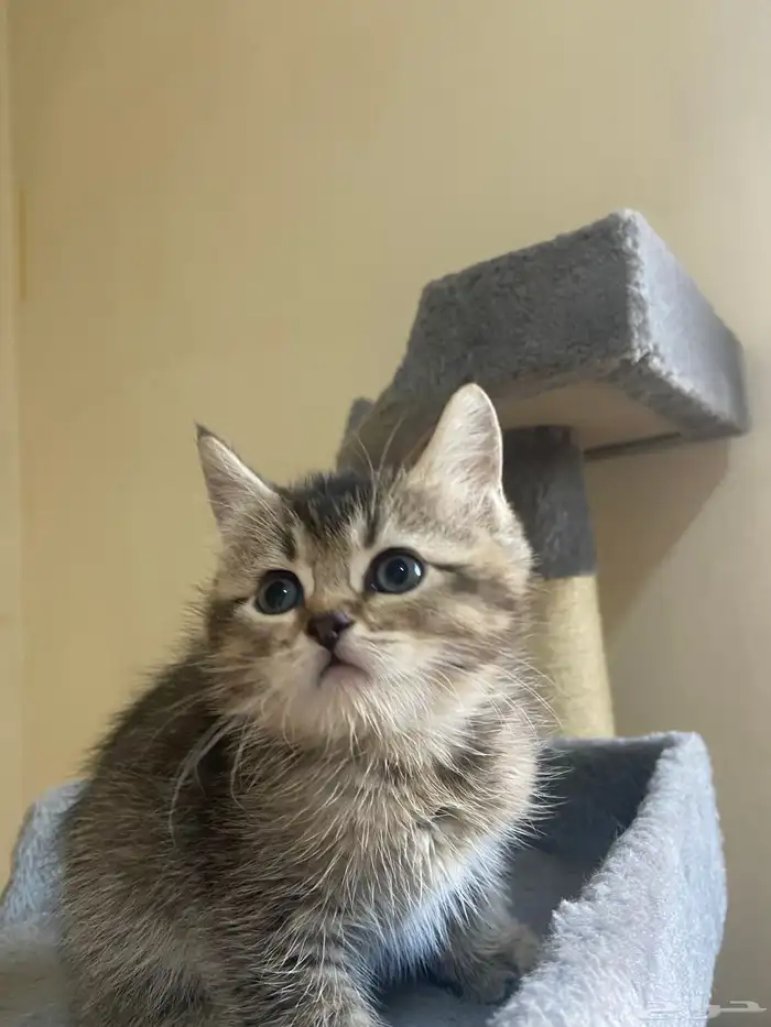 قطط للبيع بسعر مناسب 1