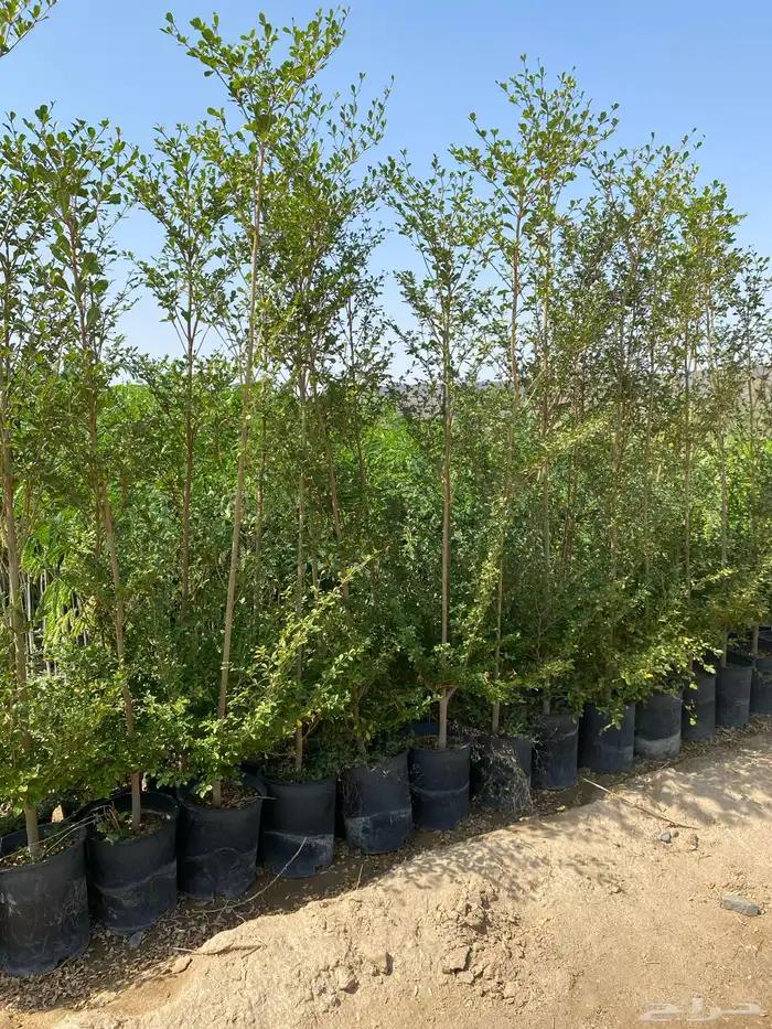 يتوفر شتلات بالجمله فقط 10