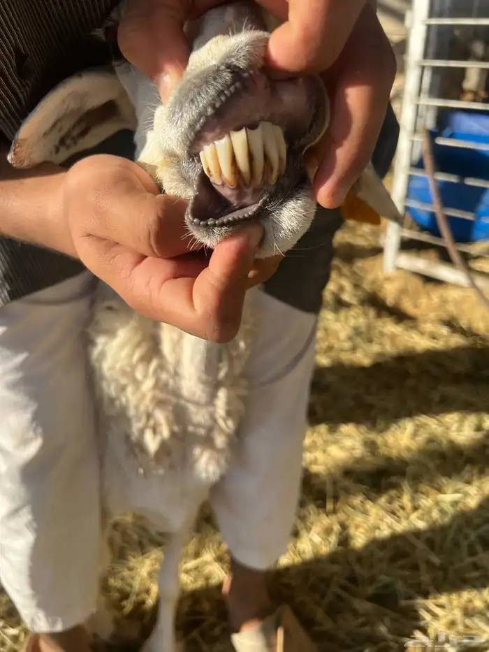 شاه متبع برخله 1