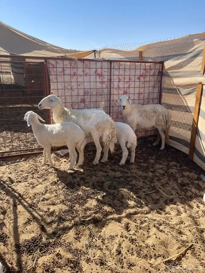 رغايث حريات 1