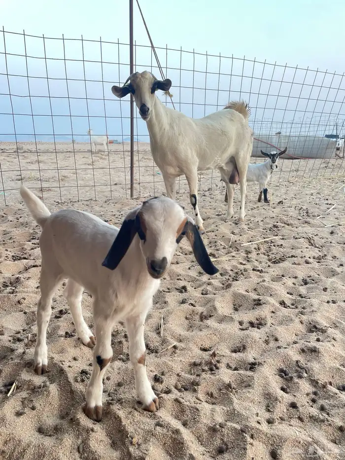 للبيع عنز بيشيه صنف الصنف 2